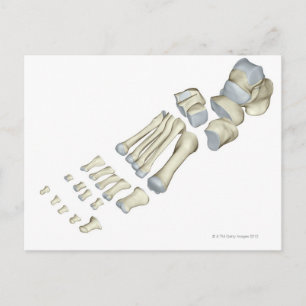 Knochen des Fußes 9 Postkarte