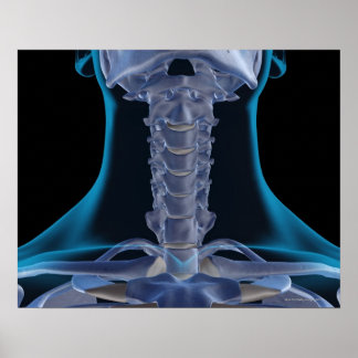 Knochen des Hals 2 Poster