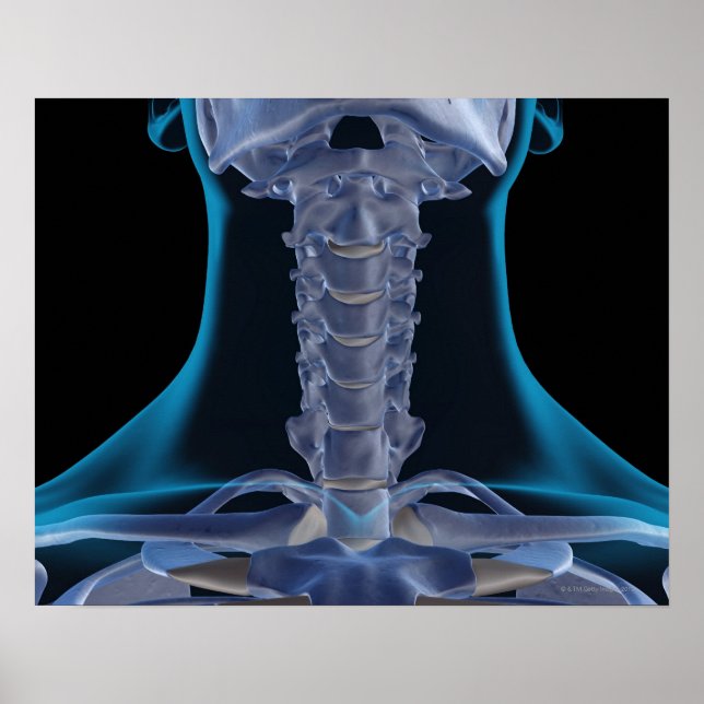 Knochen des Hals 2 Poster (Vorne)