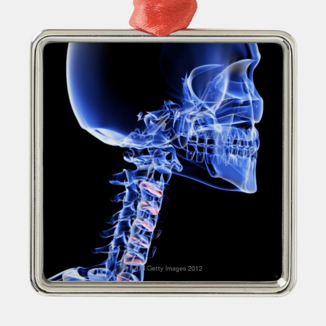 Knochen des Kopfes und des Halses Silbernes Ornament (Vorne)