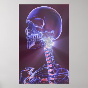 Knochen des Kopfes und des Nackens 5 Poster