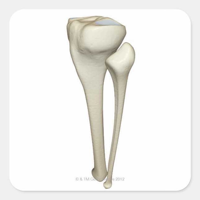 Knochen des Leg 4 Quadratischer Aufkleber (Vorderseite)