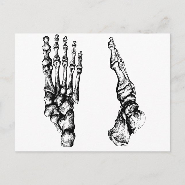 Knochen des menschlichen foor. postkarte (Vorderseite)