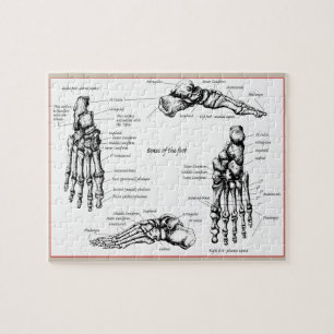 Knochen des menschlichen Fußes Puzzle