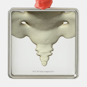 Knochen des Schwanz-Knochens Silbernes Ornament