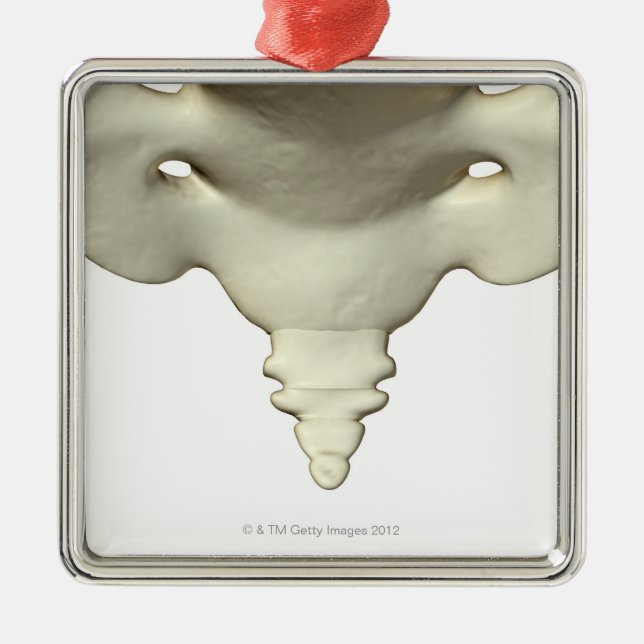 Knochen des Schwanz-Knochens Silbernes Ornament (Vorne)