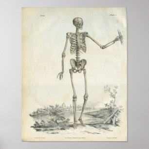 Knochen des Skeletts Kunst Druck Poster