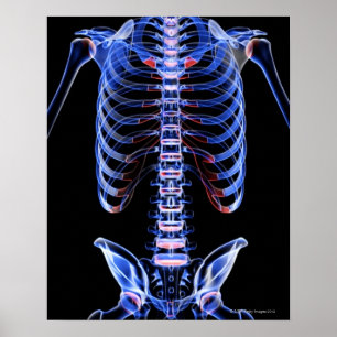 Knochen des Stamm 2 Poster