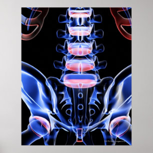 Knochen des unteren Rückens 5 Poster