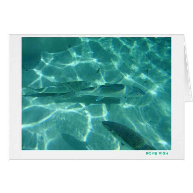 Knochen-Fische (Vorderseite (Horizontal))