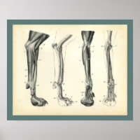 Knochen von Hunden Muskeln Anatomie beim Tierarzt
