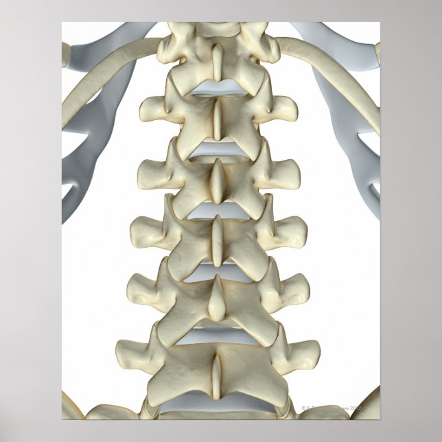 Knochen von Lumbar Vertebrae Poster (Vorne)