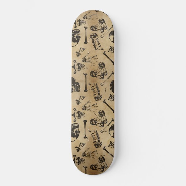 Knochenanatomie Archäologie Skateboard (Vorderseite)