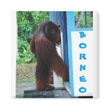 Knock Knock Neighbhood Friends Borneo