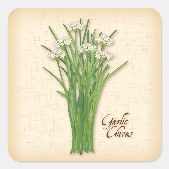 Knolic Chives Herb Square Sticker (Vorderseite)