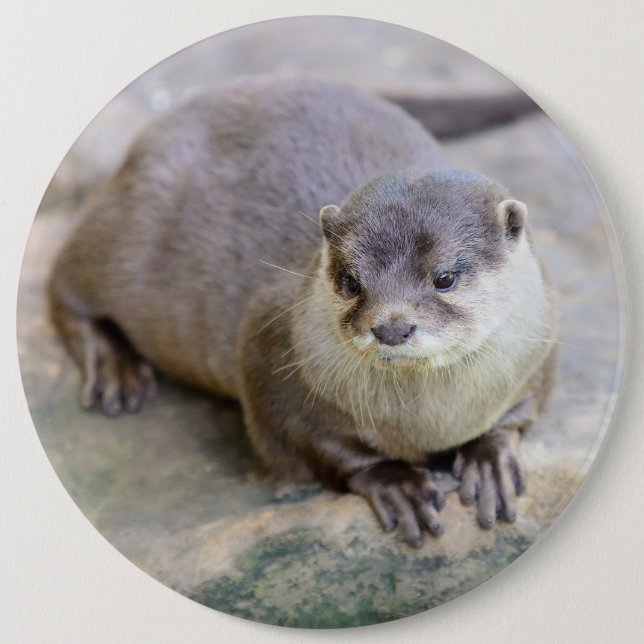 Knopf mit kleckgelbem Otter Button (Vorderseite)