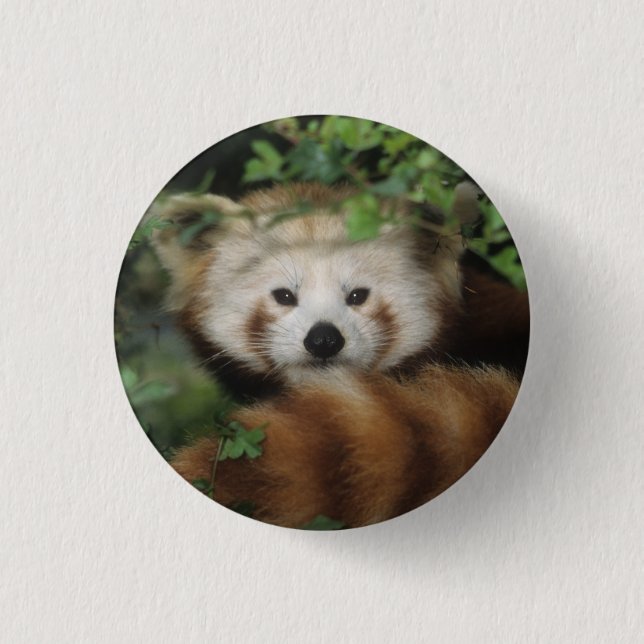 Knopf - roter Panda Button (Vorderseite)