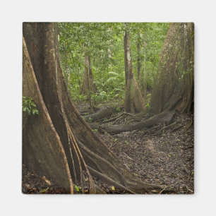 Knöpfe Roots. Regenwald, Mapari Rupuni, 2 Magnet
