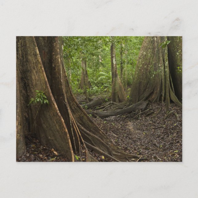 Knöpfe Roots. Regenwald, Mapari Rupuni, 2 Postkarte (Vorderseite)