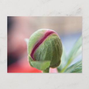 Knospe einer Pfingstrose Postkarte