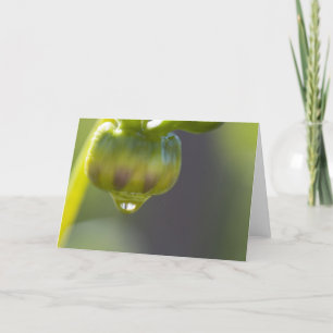 Knospe und Tropfengrußkarte Karte