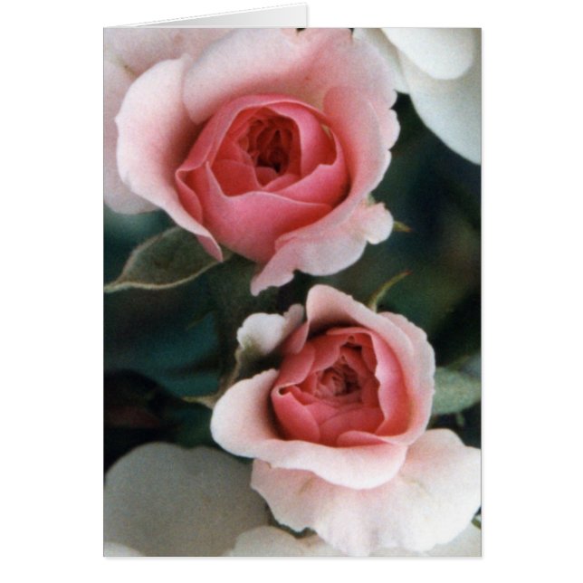 Knospen werden zu Blüten (Vorne)