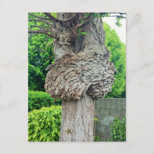 Knot on Tree Trunk, Knar, Nature Green Postkarte