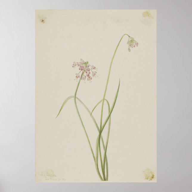 Knoten (Allium cernuum) Poster (Vorne)