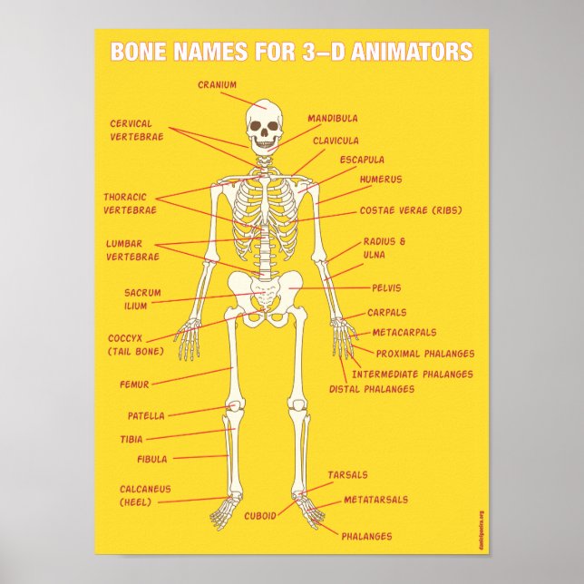Knotennamen für 3D-Animatoren Poster (Vorne)