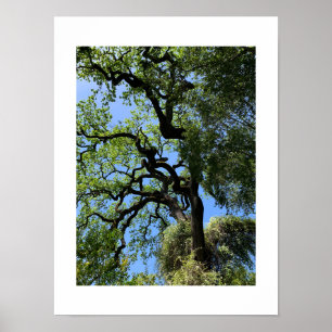 Knots California Green Color Fotografy Poster