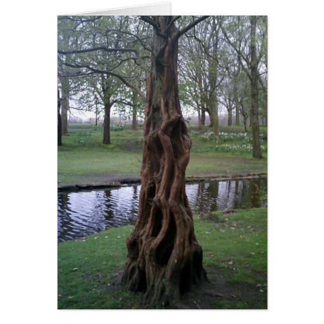 Knotted Yew Tree Trunk (Vorne)