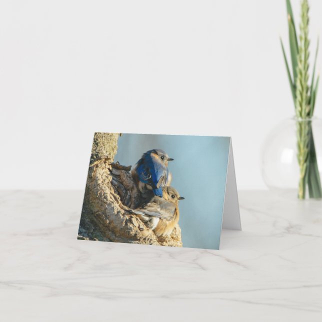 Knuddelige Drosseln Dankeskarte (Vorderseite)