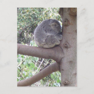 Knuddeliger Koala Postkarte