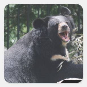 Knurrenbärn-Aufkleber Quadratischer Aufkleber