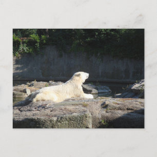 Knut der Polarbär aus dem Berliner Zoo Jigsaw Puz Postkarte