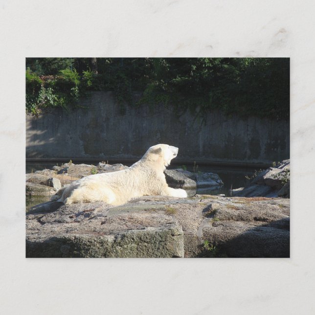 Knut der Polarbär aus dem Berliner Zoo Jigsaw Puz Postkarte (Vorderseite)