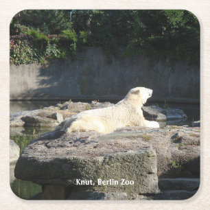 Knut, Polar Bear Berliner Zoo Rechteckiger Pappuntersetzer