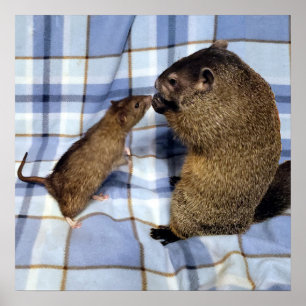 Koa und Caleb Poster