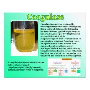 Koagulase Fotodruck