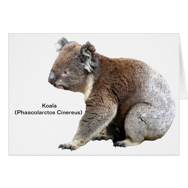Koala (Vorderseite (Horizontal))