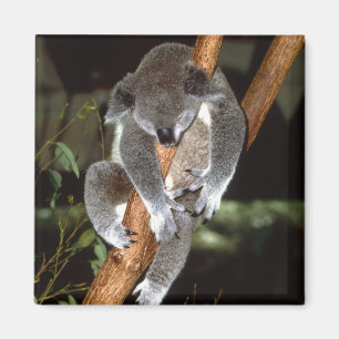 koala1 magnet