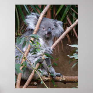 Koala 14 poster