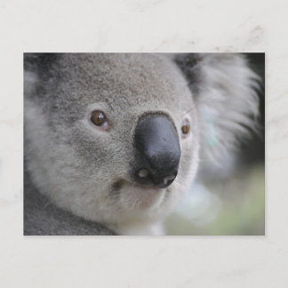 Koala 1 Postkarte