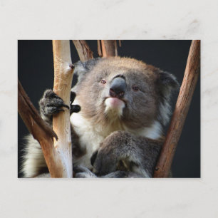 Koala 1 postkarte
