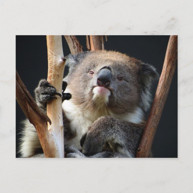 Koala 1 postkarte (Vorderseite)