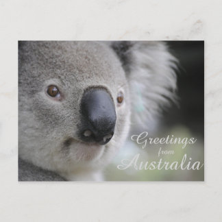 Koala 2 - Grüße Postkarte