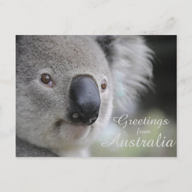Koala 2 - Grüße Postkarte (Vorderseite)