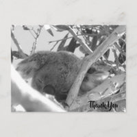 Koala asleep, Schwarz-Weiß-Foto, Australien