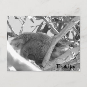 Koala asleep, Schwarz-Weiß-Foto, Australien Postkarte