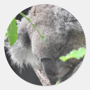 Koala-Aufkleber Runder Aufkleber